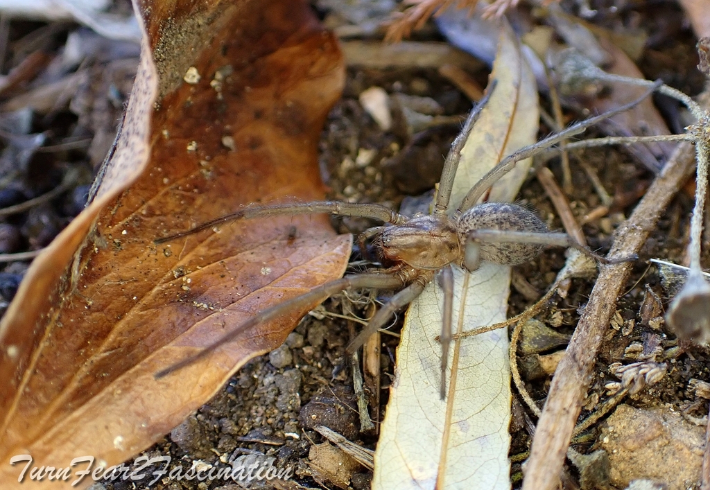 Hobo spider (Eratigena agrestis)
