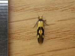 Opogona comptella
