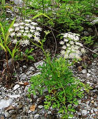 Kitagawia terebinthacea