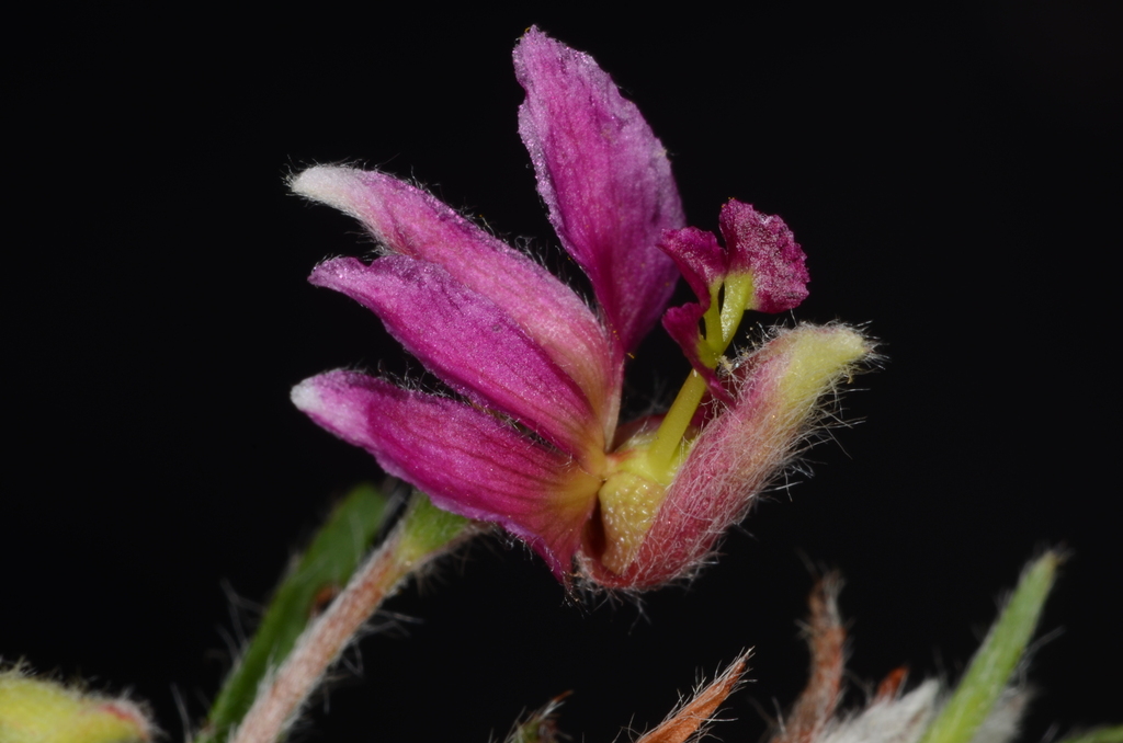 Krameria secundiflora