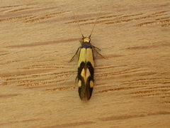 Opogona comptella