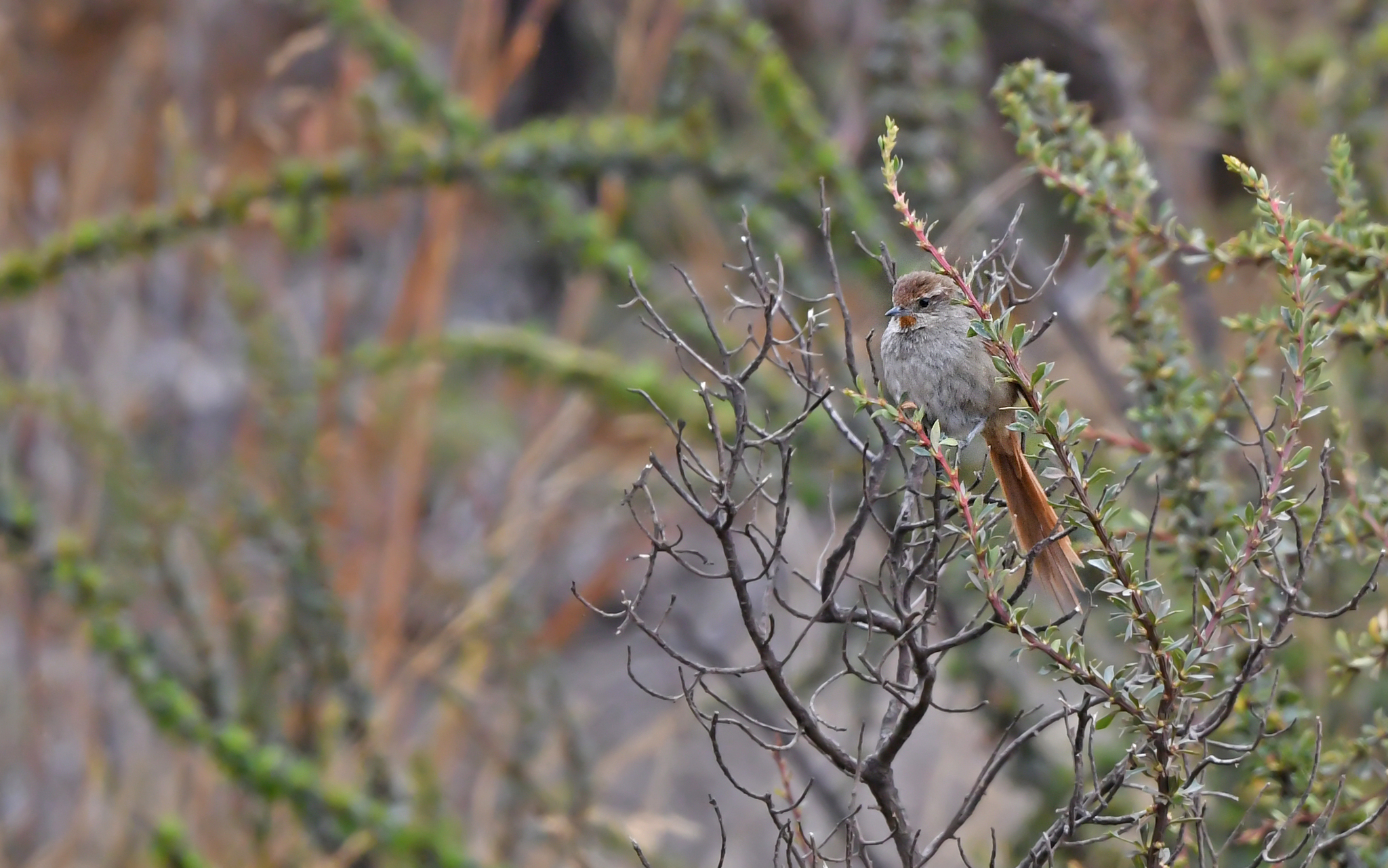 Rusty-fronted Canastero illustration