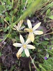 Triteleia ixioides scabra