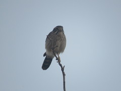 Spiziapteryx circumcincta