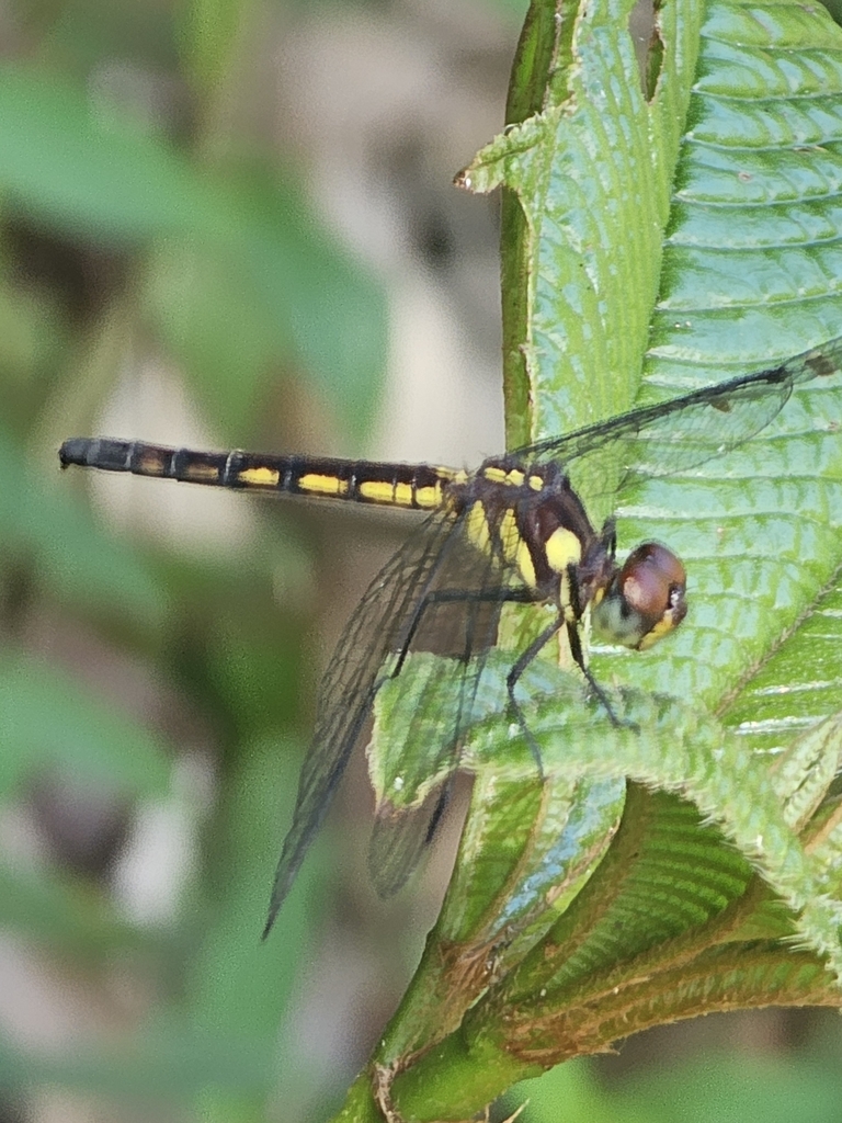 Dasythemis essequiba