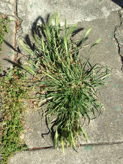 Hordeum murinum
