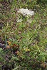 Kitagawia terebinthacea