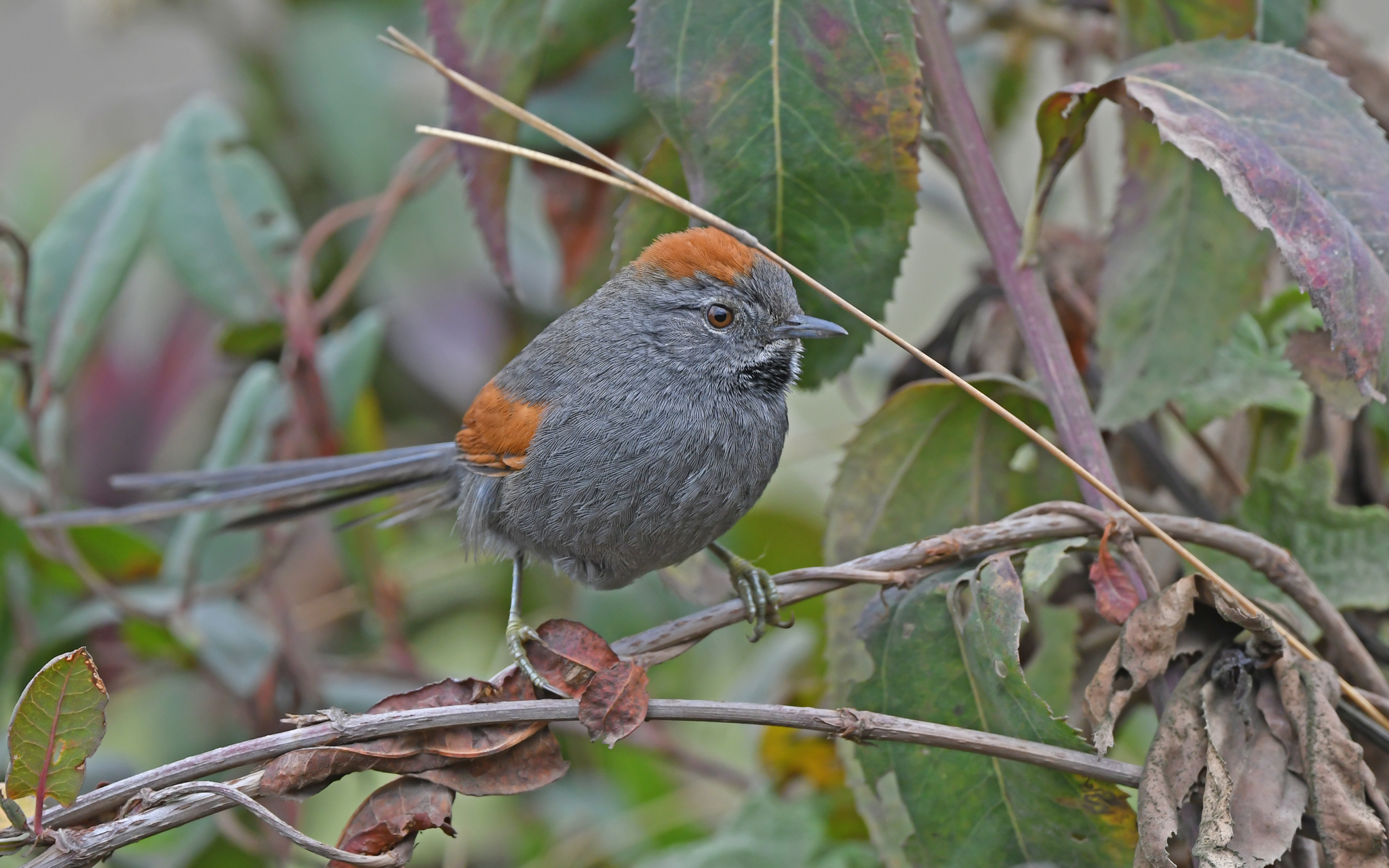 Apurimac Spinetail (Synallaxis courseni), photo 3