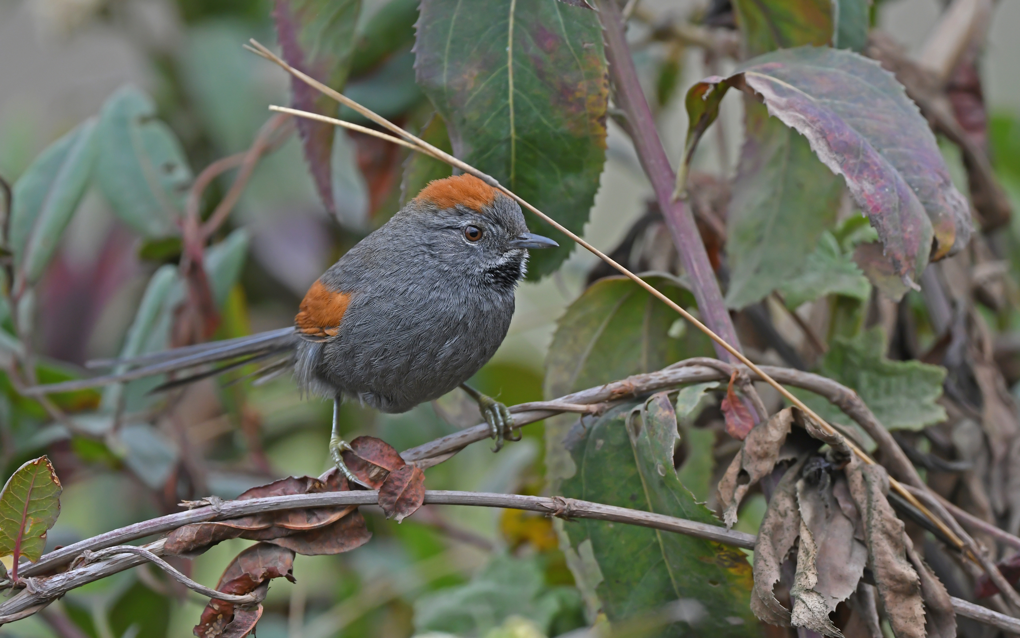Apurimac Spinetail (Synallaxis courseni), photo 4