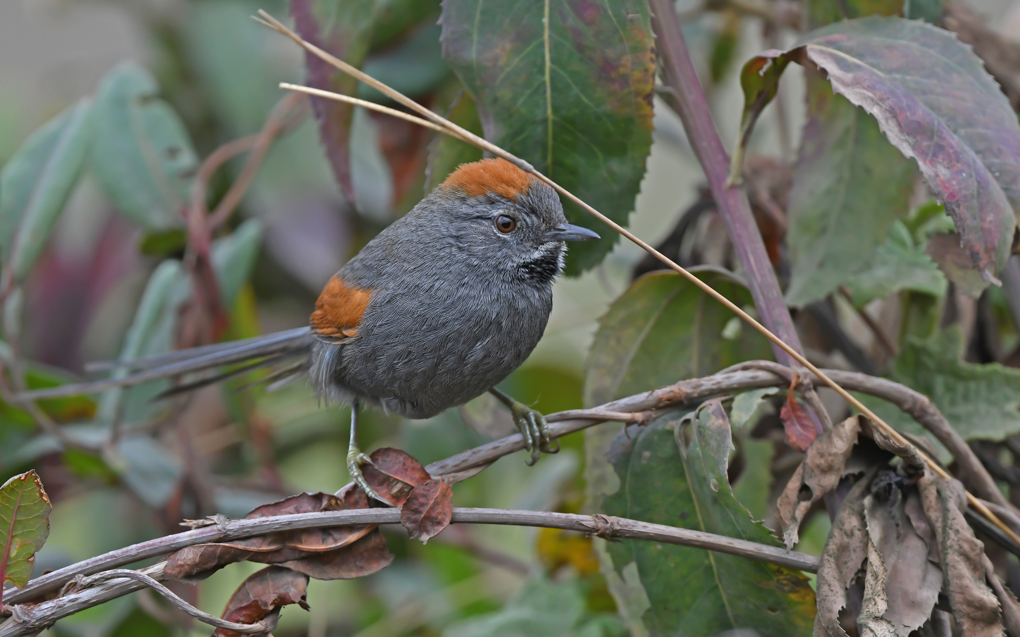 Apurimac Spinetail (Synallaxis courseni), photo 5