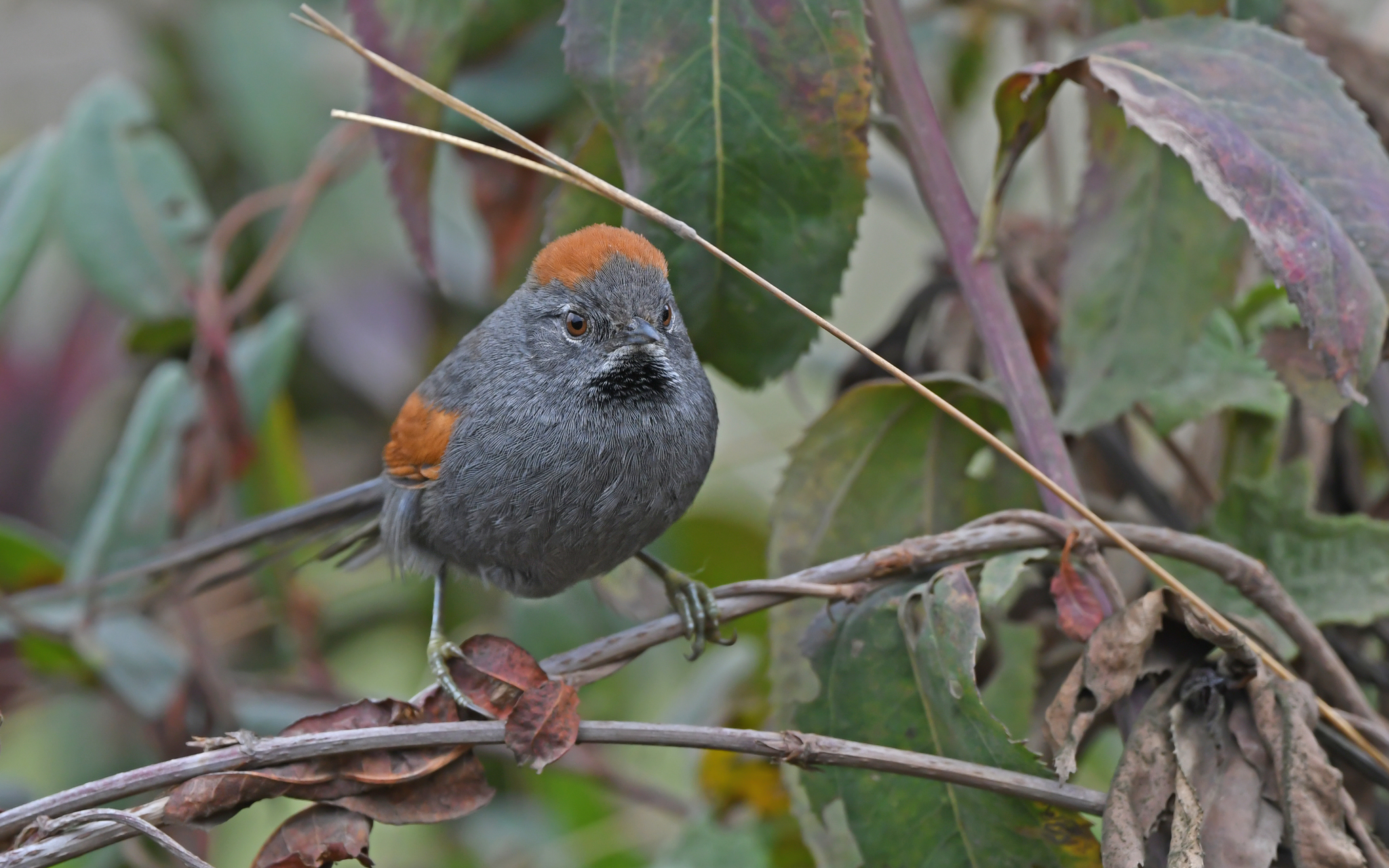 Apurimac Spinetail (Synallaxis courseni), photo 6