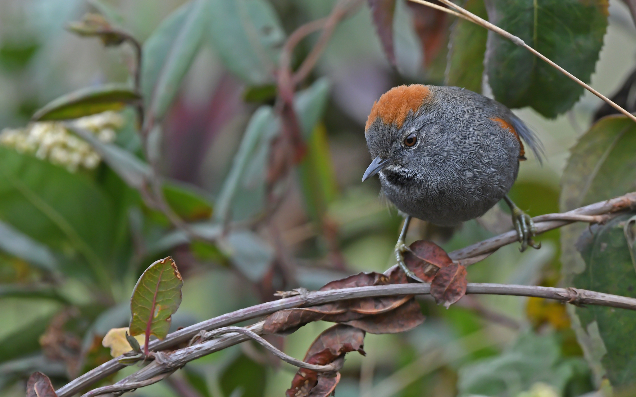 Apurimac Spinetail (Synallaxis courseni), photo 7