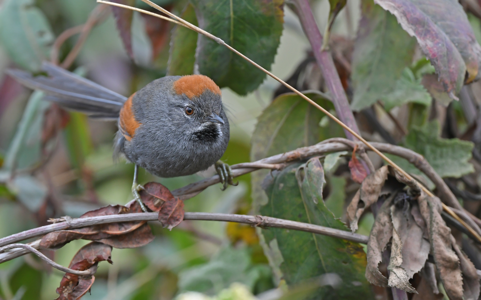 Apurimac Spinetail (Synallaxis courseni), photo 8