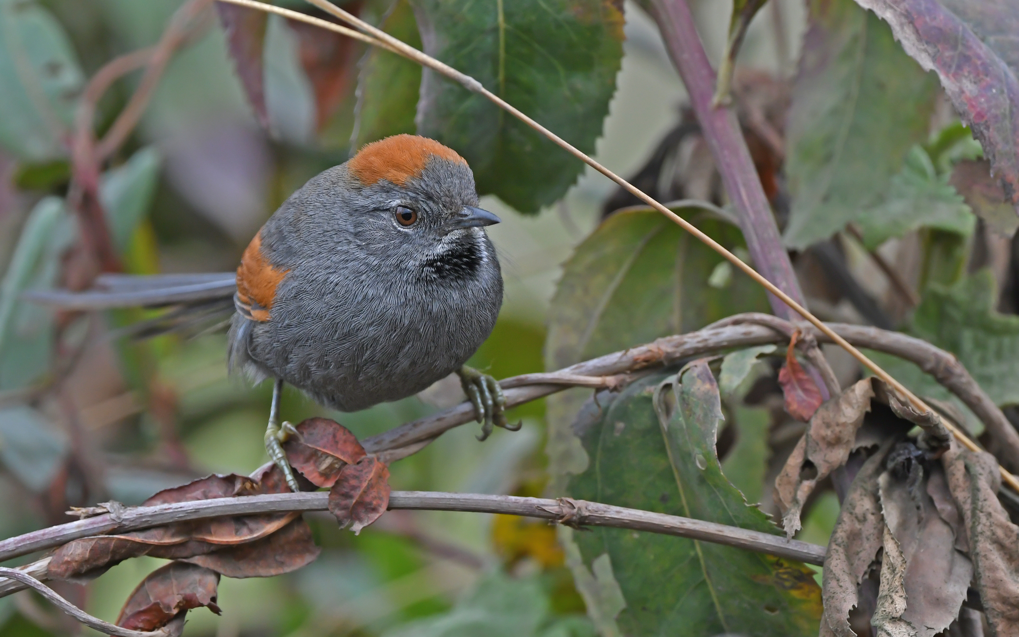Apurimac Spinetail (Synallaxis courseni), photo 9