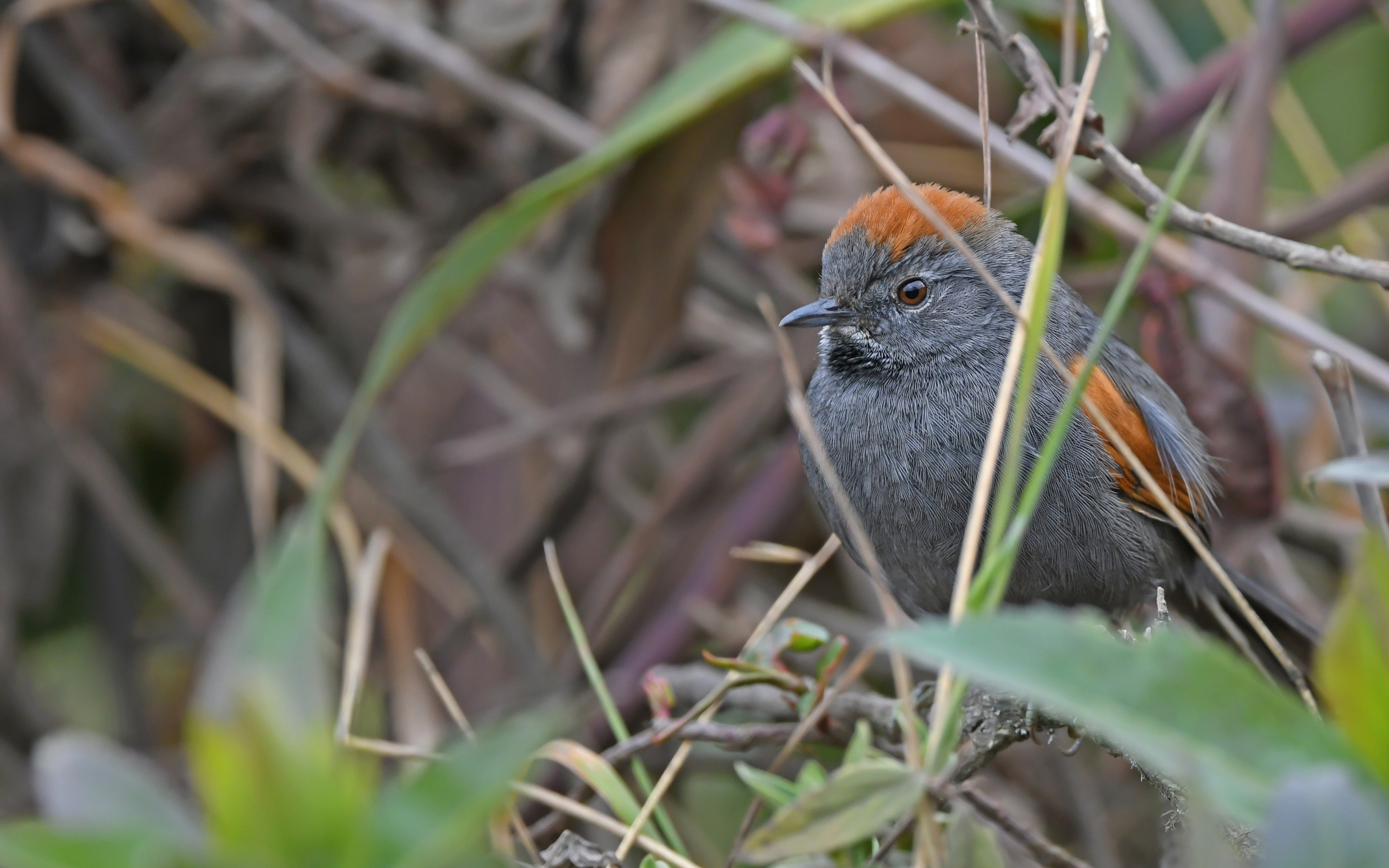 Apurimac Spinetail (Synallaxis courseni), photo 10