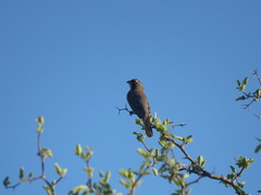 Saltatricula multicolor