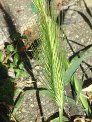 Hordeum murinum