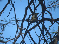 Stigmatura budytoides