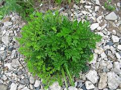 Kitagawia terebinthacea