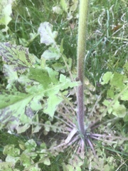 Youngia thunbergiana
