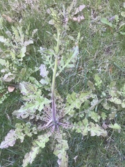Youngia thunbergiana