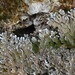 Yellow-edged Frost Lichen - Photo (c) Hans, some rights reserved (CC BY-NC), uploaded by Hans