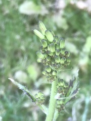 Youngia thunbergiana