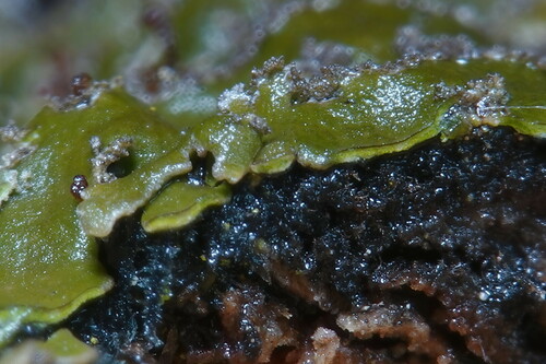 Geltonvidurė Žiauberūnė nuotrauka