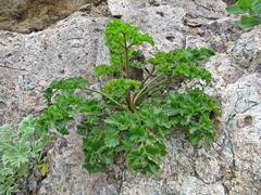 Kitagawia terebinthacea