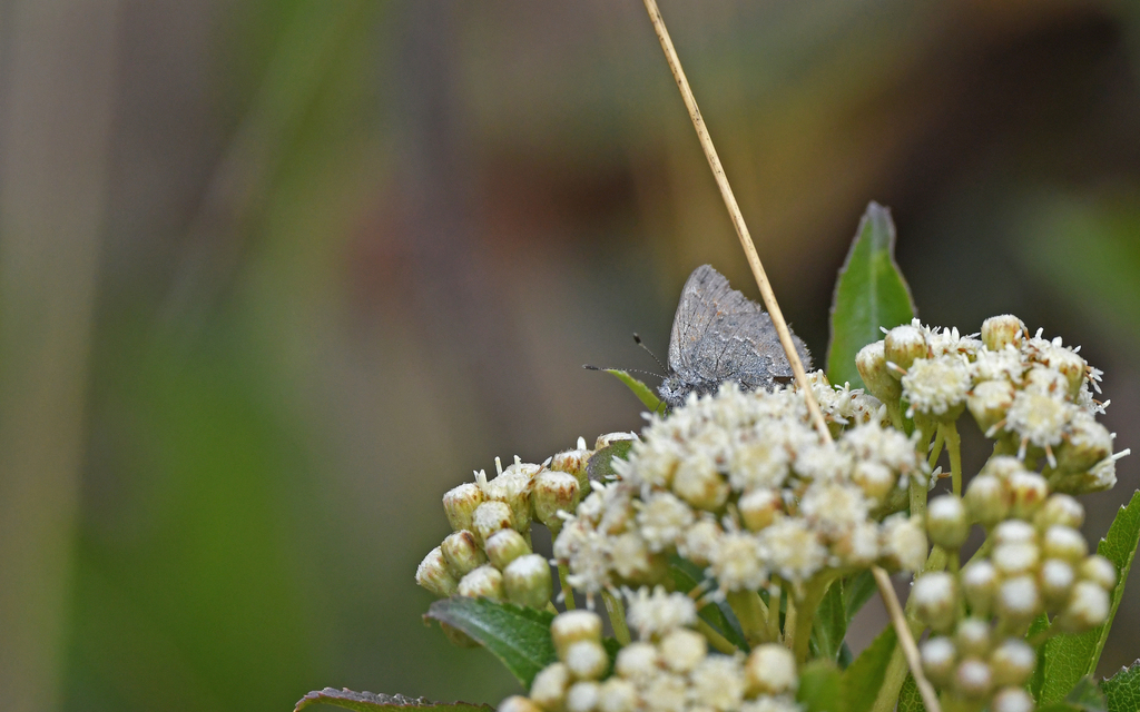 Penaincisalia culminicola