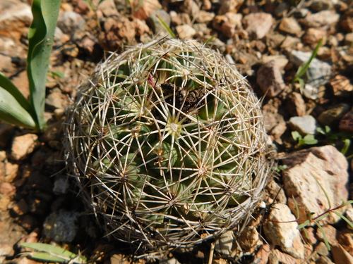 Coryphantha gracilis