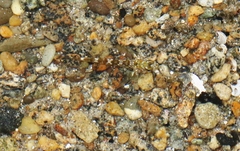 Bellapiscis lesleyae