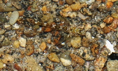 Bellapiscis lesleyae