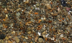 Bellapiscis lesleyae