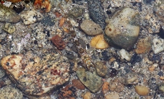 Bellapiscis lesleyae