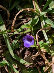 Torenia asiatica