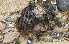 Pachymenia