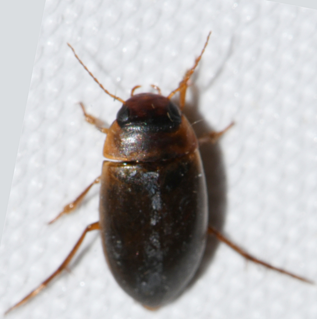 Laccornis oblongus