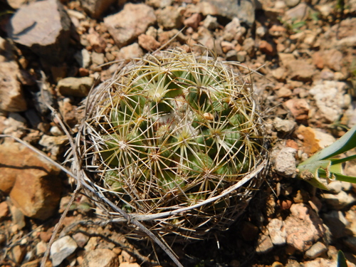 Coryphantha gracilis