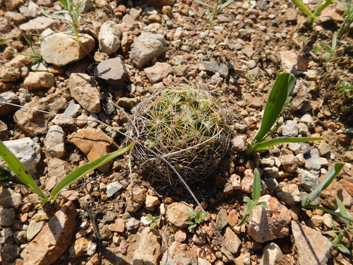Coryphantha gracilis