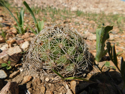 Coryphantha gracilis