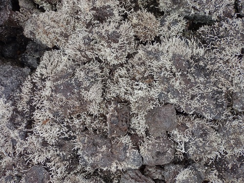 Stereocaulon vulcani observed 2023-11-30