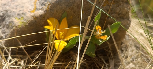 Alstroemeria pygmaea (Alstroemeria pygmaea)