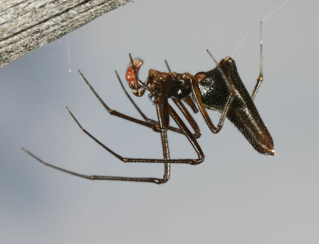 Neospintharus baboquivari