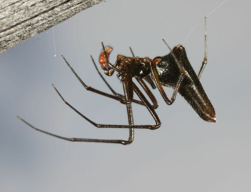 Neospintharus baboquivari