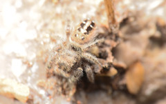 Phidippus texanus