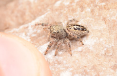 Phidippus texanus