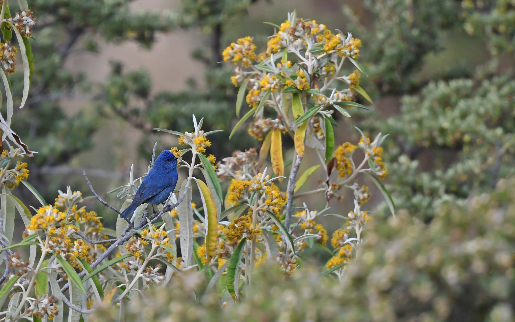 Tit-like Dacnis (Xenodacnis parina), photo 6