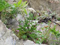 Kitagawia terebinthacea