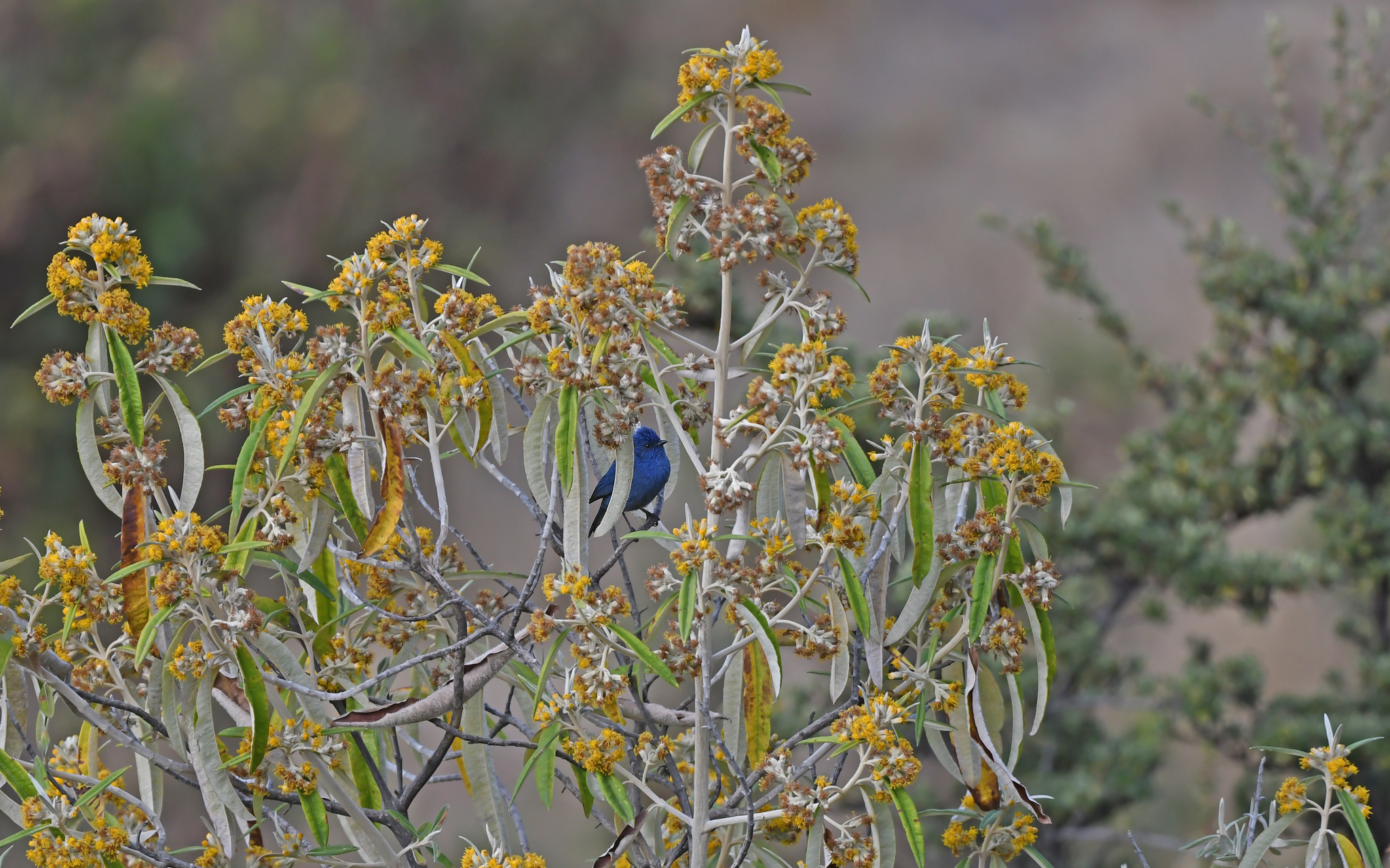 Tit-like Dacnis (Xenodacnis parina), photo 7
